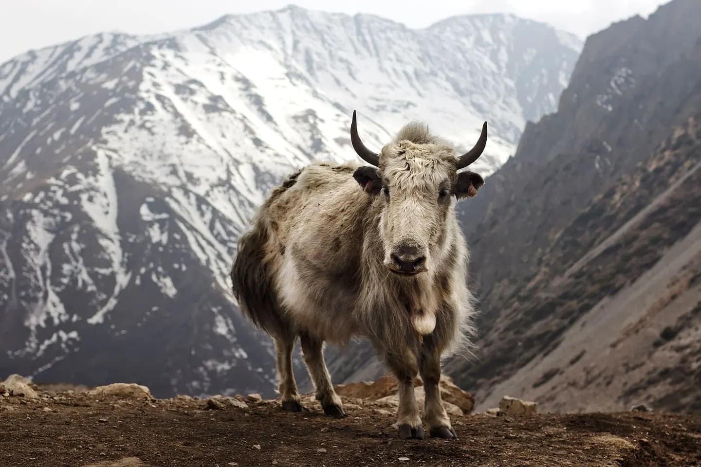 Adventure in the Annapurnas