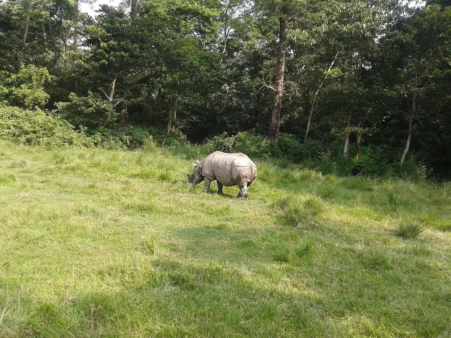 Chitwan jungle safari